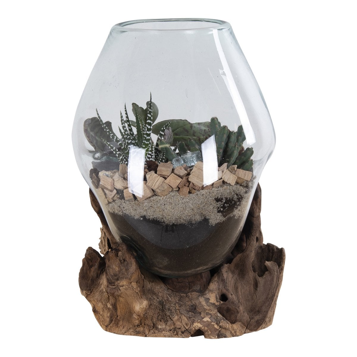Belor wood glass display on windowsill with succulent