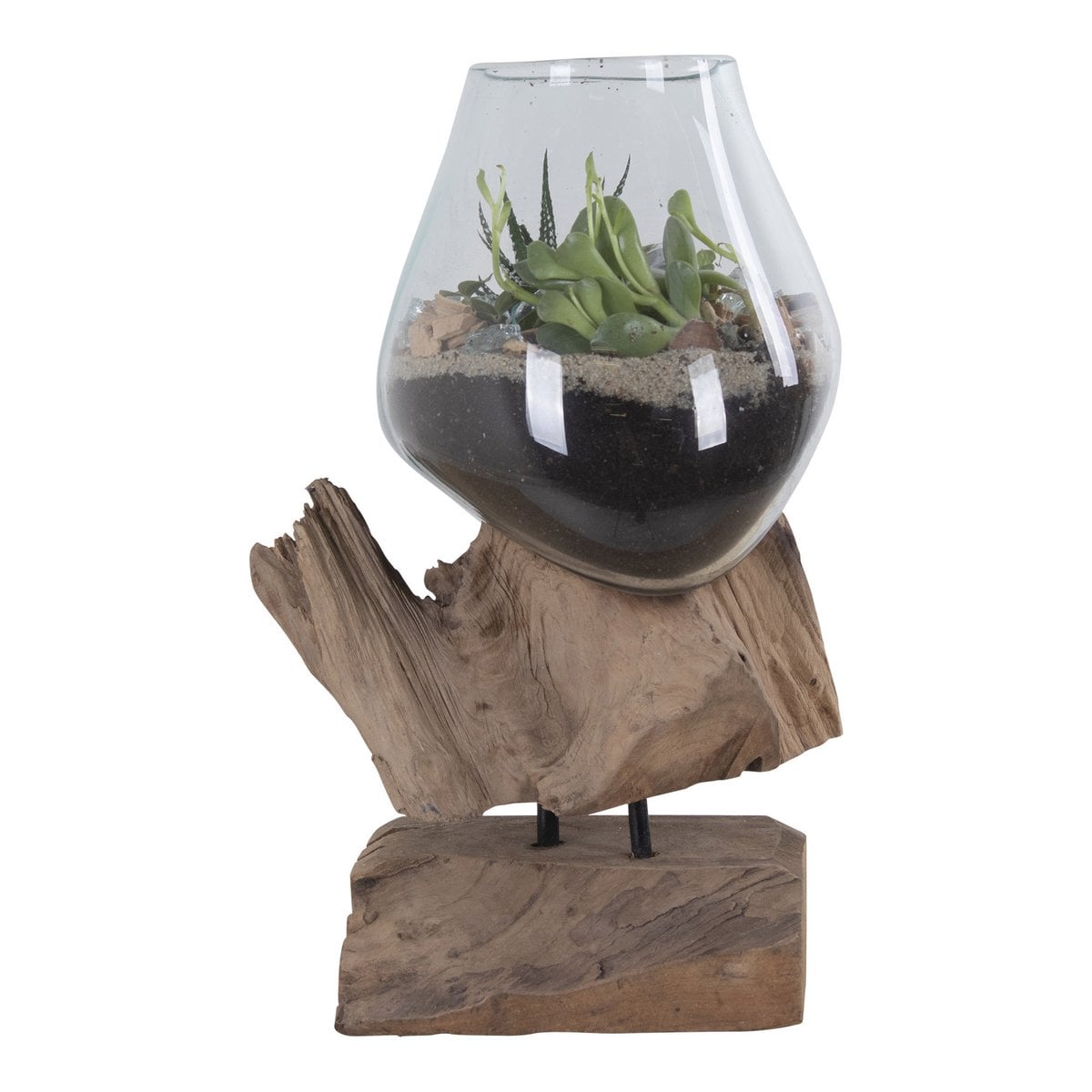 Marina waterdrop display with air plant on shelf