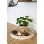 Faux Pilea Plant – Green