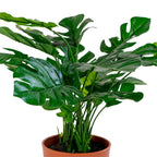 Faux Monstera Plant – Compact Green