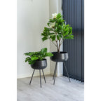 Two potted plants in black pots on a wooden floor with a white wall and dark curtains in the background.