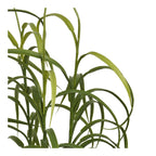 Grass plant, green, H:68 cm