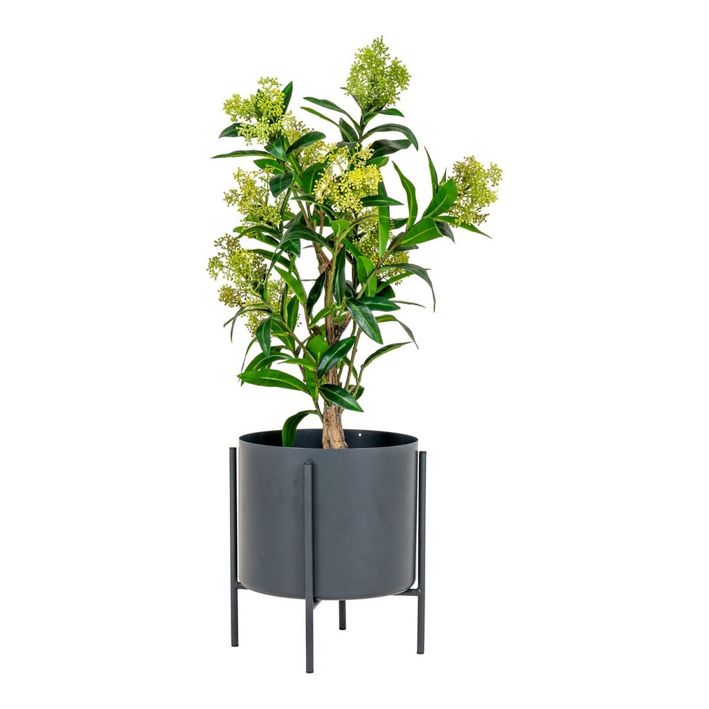 Potted plant with green leaves in a dark gray pot on a white background