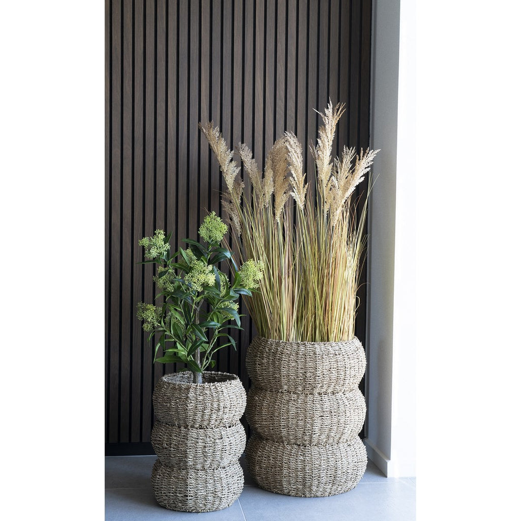 Skimmiaboom – Grün, PE-Kunststoff, H:75 cm