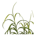 Grass plant, green, H:68 cm
