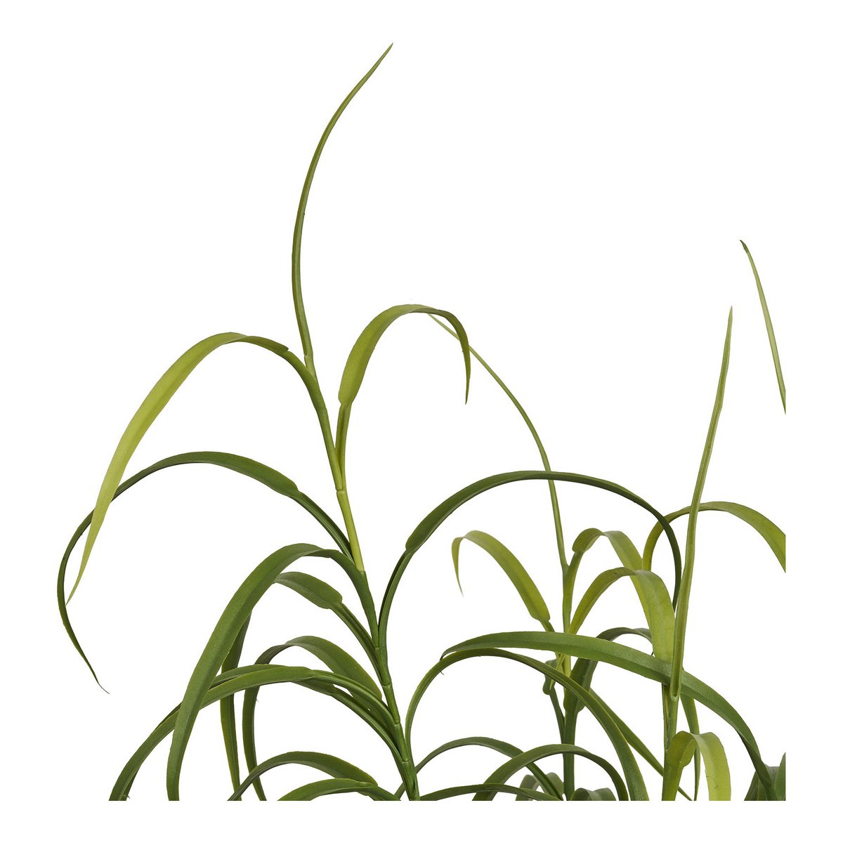 Grass plant, green, H:68 cm
