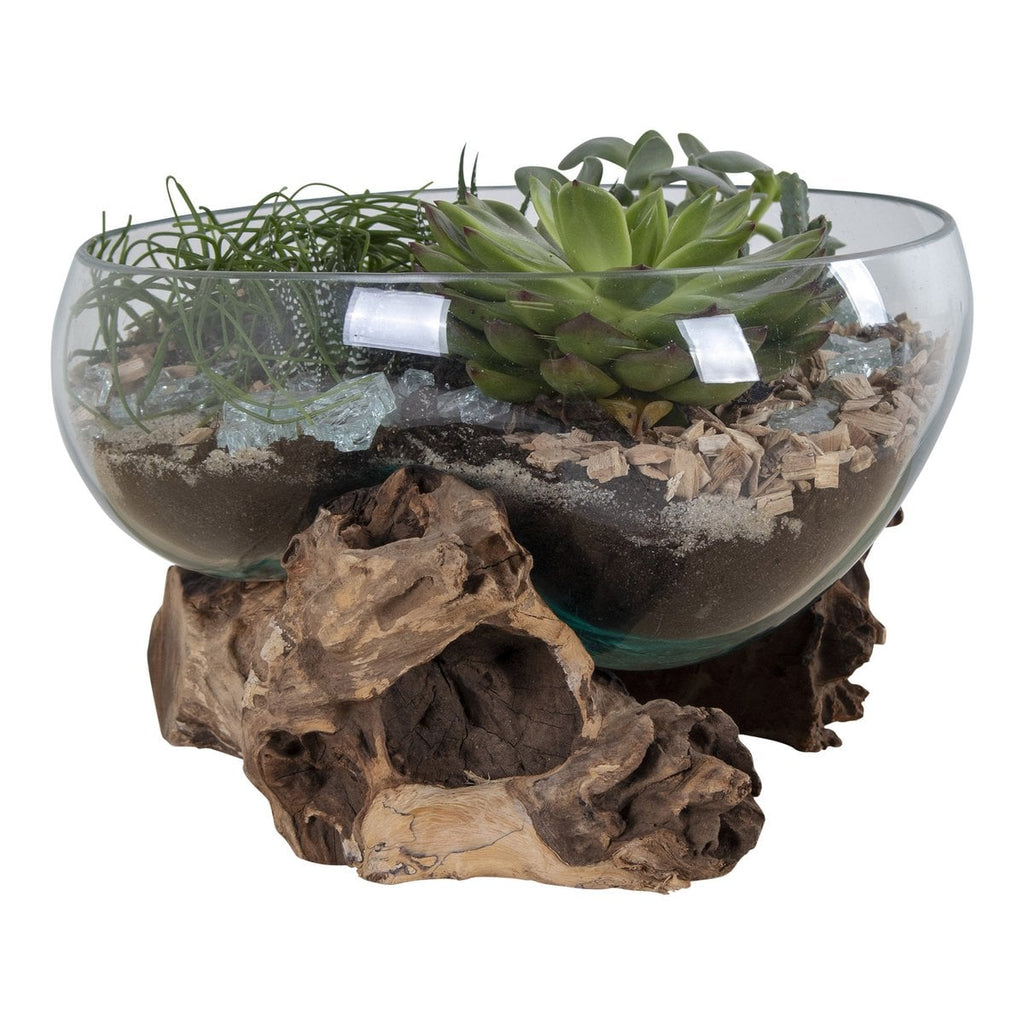Glass terrarium with plants and driftwood on a white background