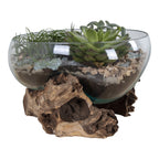 Glass terrarium with plants and driftwood on a white background
