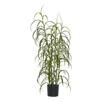 Grass plant, green, H:68 cm