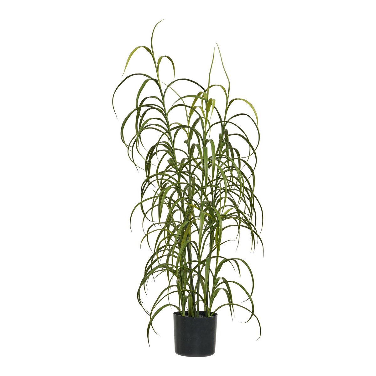 Grass plant, green, H:68 cm