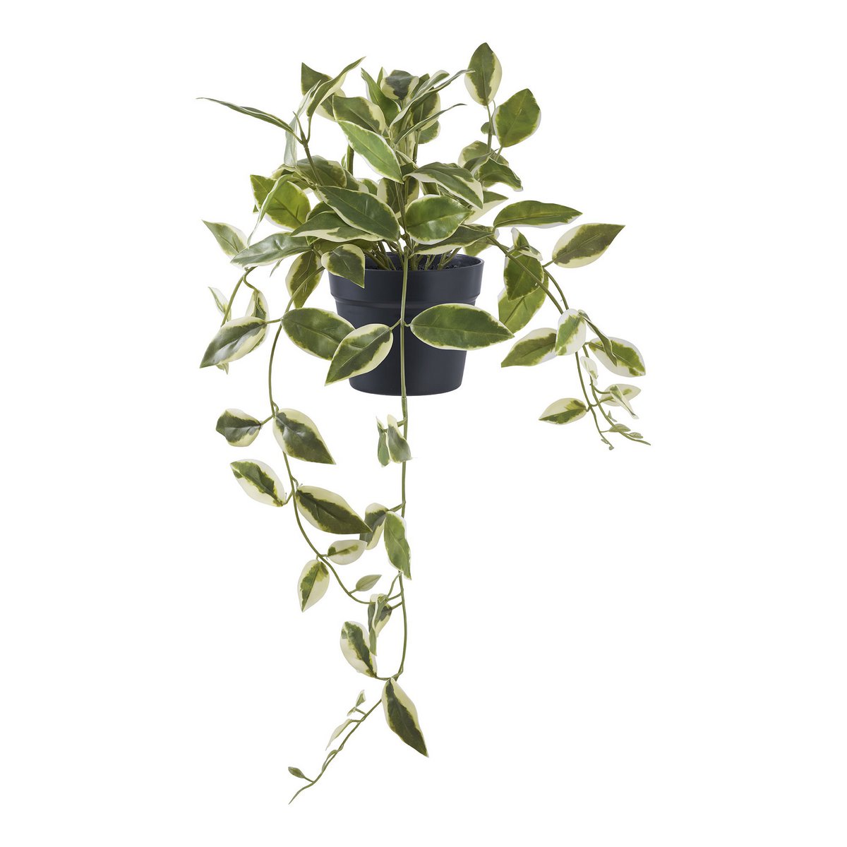 Faux Hoya Carnosa Plant – Green & White