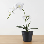 Realistic artificial white orchid plant on oak surface with soft daylight and clean off-white background