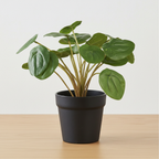 Compact realistic artificial Pilea plant on oak surface with soft daylight and clean off-white background