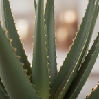 Close-up of artificial Aloe Vera thick fleshy green leaves with serrated edges and soft warm backlight