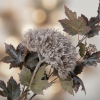 Close-up of faux natural bouquet dusty mauve chrysanthemum head and dark burgundy-green maple leaves with warm backlight