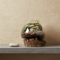 Belor Teak Waterdrop Display on concrete shelf with limewash wall