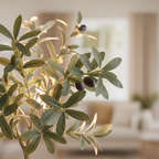 Close-up of artificial olive tree silvery-green leaves and branches with soft warm backlight