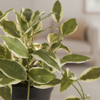 Close-up of artificial Hoya Carnosa waxy green and white variegated leaves with soft warm backlight