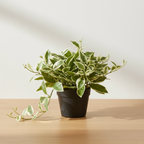 Realistic artificial Hoya Carnosa plant on oak surface with soft daylight and clean off-white background