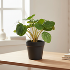 Compact realistic artificial Pilea plant on a desk in a warm Nordic interior with soft natural light