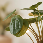 Close-up of artificial Pilea peperomioides round green coin-shaped leaves with soft warm backlight