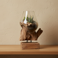 Marina teak glass waterdrop terrarium on oak console, limewash wall, natural light